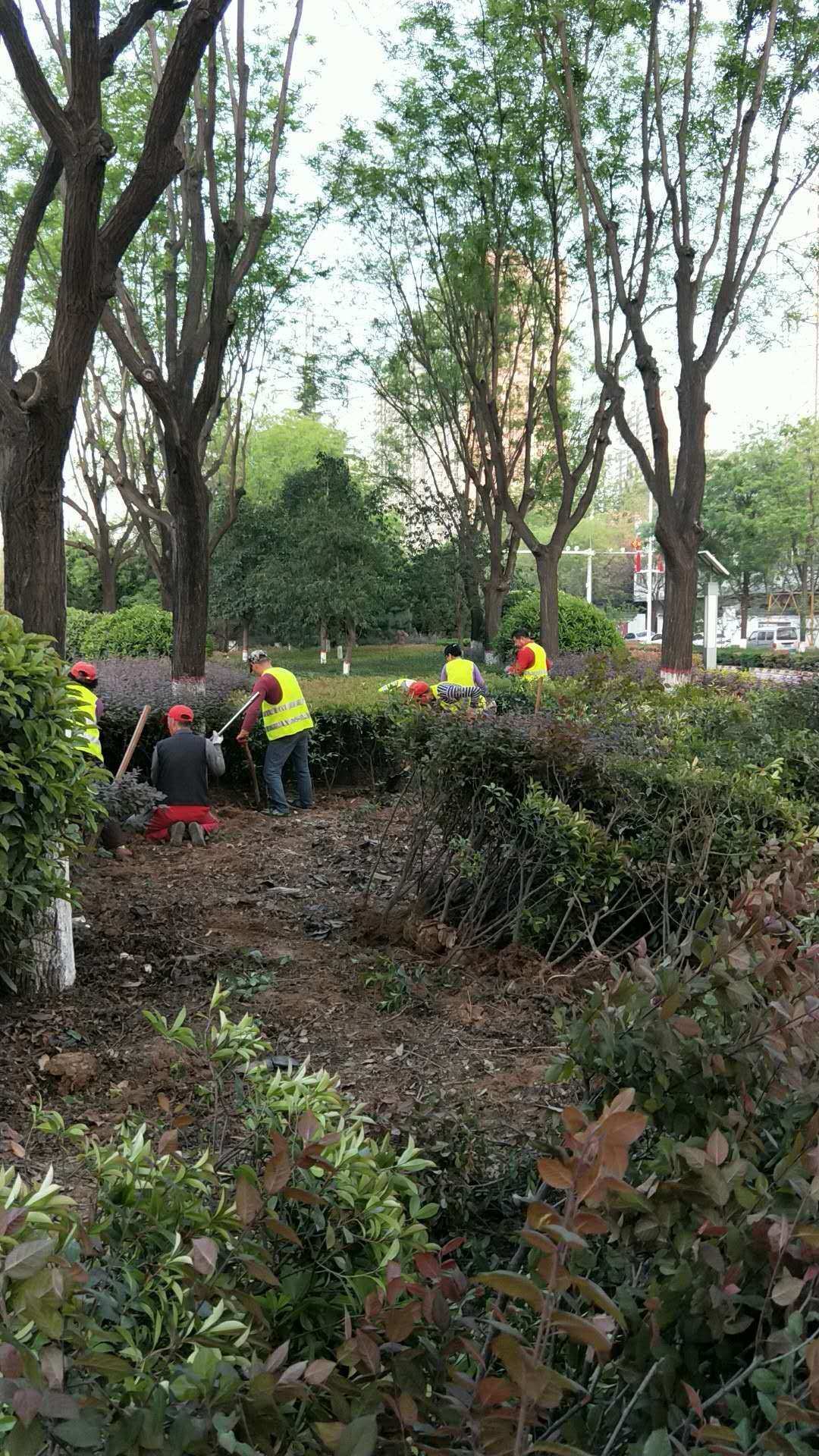 美篇 生態(tài)公司快速啟動景觀綠化及人行道提升改造工程